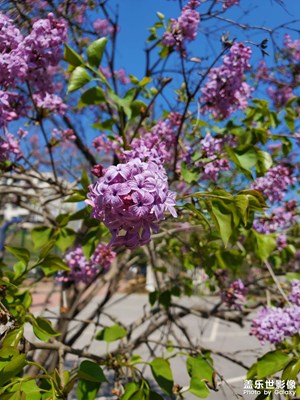 花花世界