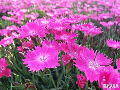 美麗的小花