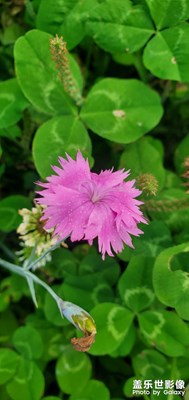 三葉草?中一點(diǎn)紅…