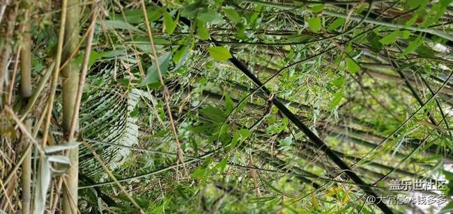 note10＋ 白天拍照還是很厲害的