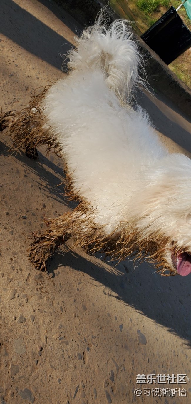 我家比熊今年5.1后不敢?guī)鲩T