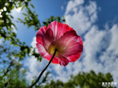 【出游記】+遠香湖邊的虞美人