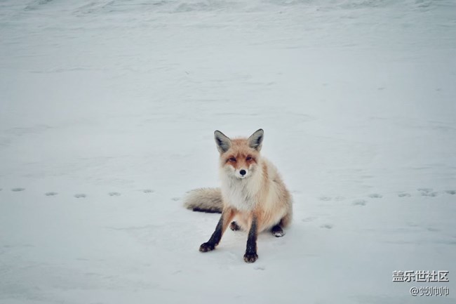 新疆探尋雪源之旅VLOG 美麗峰村落的慢生活 新疆探尋雪源之旅VLOG 美麗峰村落的慢生活