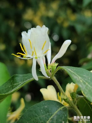 假日賞花