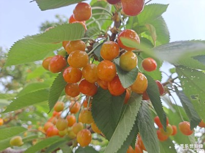 櫻桃