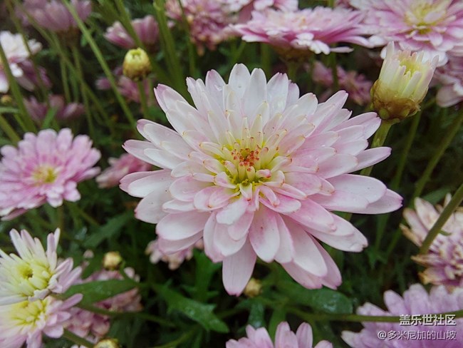 【Galaxy A52 5G星粉體驗(yàn)團(tuán)】性能小鋼炮