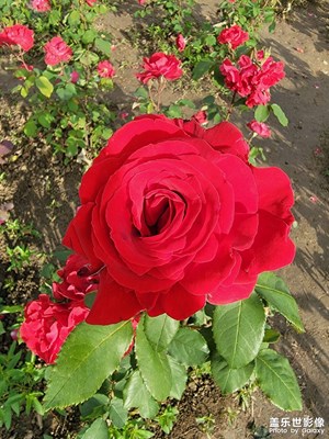賞花