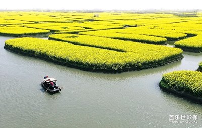 水鄉(xiāng)油菜花