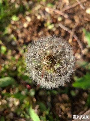 蒲公英的約定