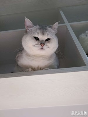 家有胖貓5