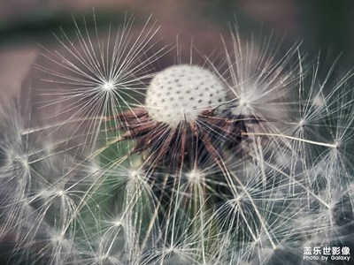 春有百花