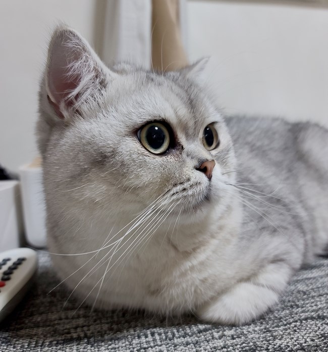 已開(kāi)獎(jiǎng)【寵物5月第二期】愛(ài)寵的名字