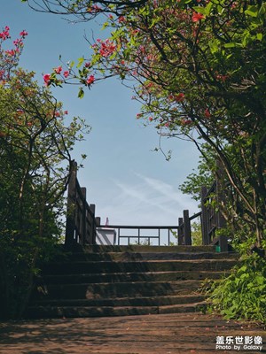 漫山紅遍