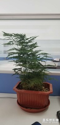 S5與之拍照對(duì)比S8