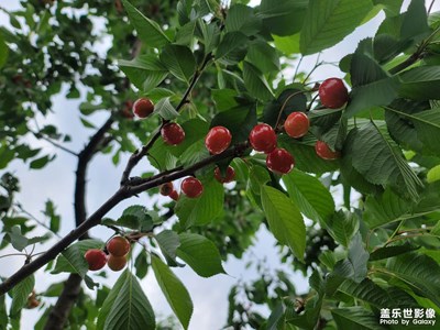 櫻桃紅了