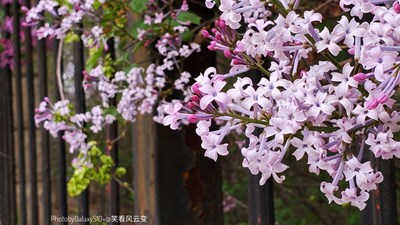 GalaxyS10+   公園小景