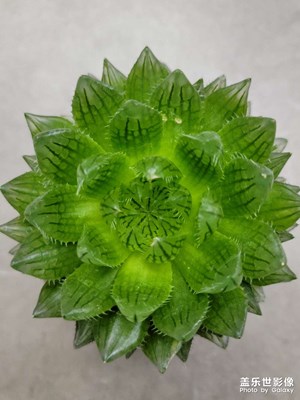 再來兩個(gè)綠植