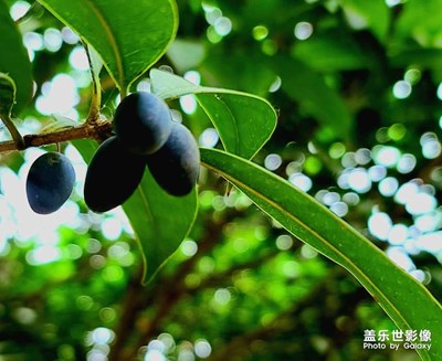 桂花樹也結果