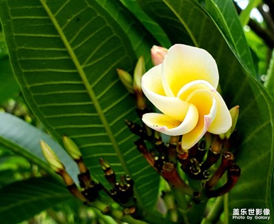 花??