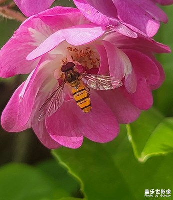 花花和蟲蟲
