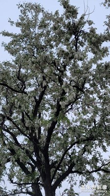 山上開滿花