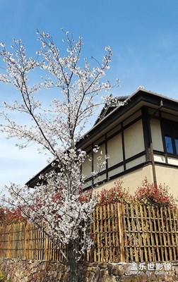 [家園麗景]+櫻花盛開的小鎮(zhèn)