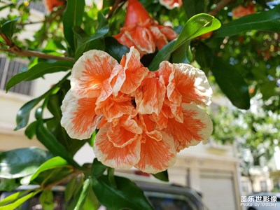 石榴花開