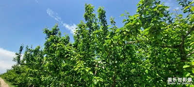 景泰梨園          藍天  白云