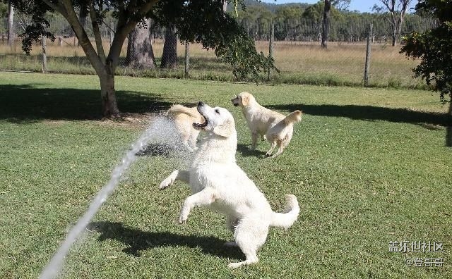 已開獎【寵物6月第一期】進入炎熱的夏天，寵物該如何度過