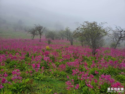 牛背山、報春花