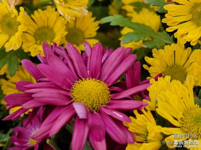 《每周星鮮事》 第66期:三星Galaxy F52 5G全款預(yù)定開啟