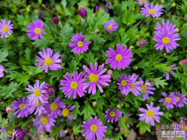 《每周星鮮事》 第66期:三星Galaxy F52 5G全款預(yù)定開啟