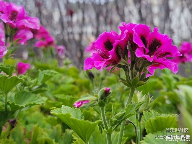 《每周星鮮事》 第66期:三星Galaxy F52 5G全款預(yù)定開啟