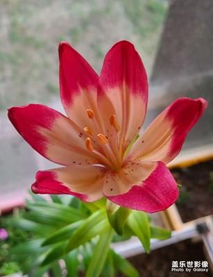 百合花一朵