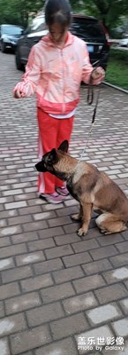 訓(xùn)犬女生