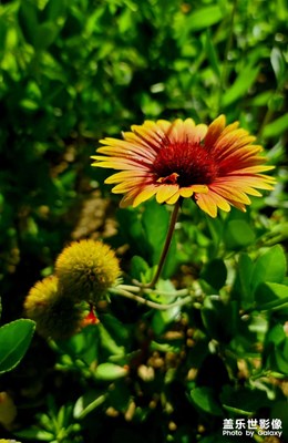 路邊的野花