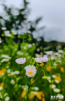 野花