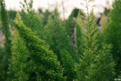 上海·花博會(huì)（六）