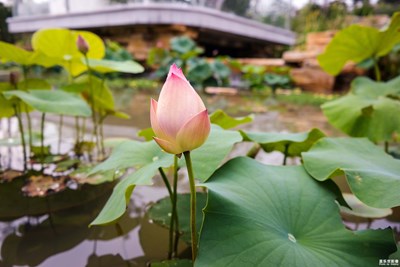 上海·花博會(huì)（七）