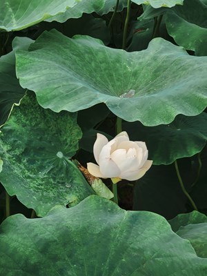 【發(fā)現(xiàn)之美】+荷