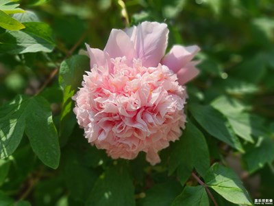 【發(fā)現(xiàn)之美】+牡丹花開