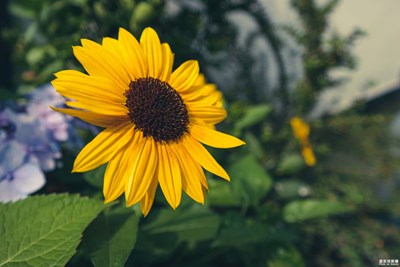 上海·花博會(huì)（八）