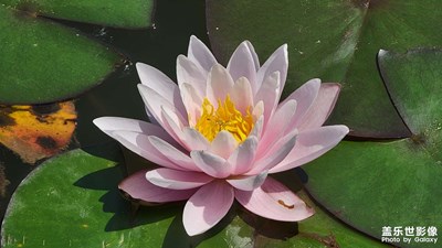 漂亮的花兒