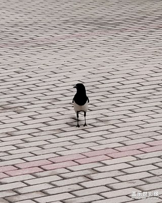 喜鵲