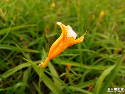 【念念不忘】+又識(shí)新花-萱草