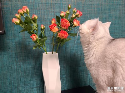 胖三元之 心有猛虎，細(xì)嗅薔薇