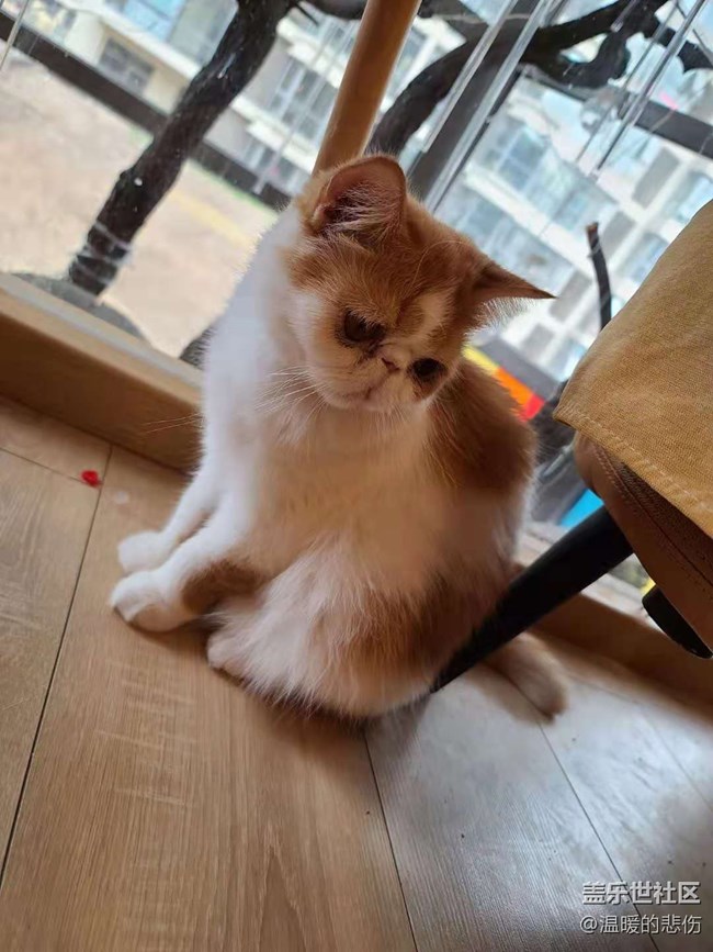 已開獎【寵物6月第二期】曬出寵物的可愛瞬間