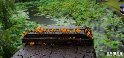生活隨筆