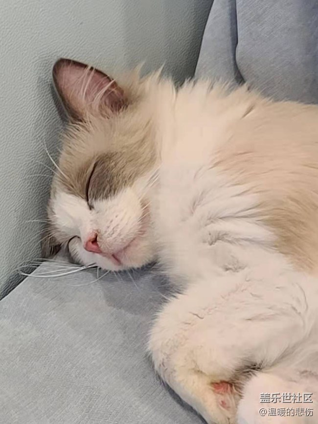 已開獎【寵物6月第二期】曬出寵物的可愛瞬間