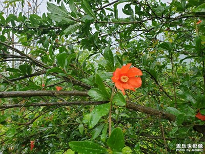 奇花異草
